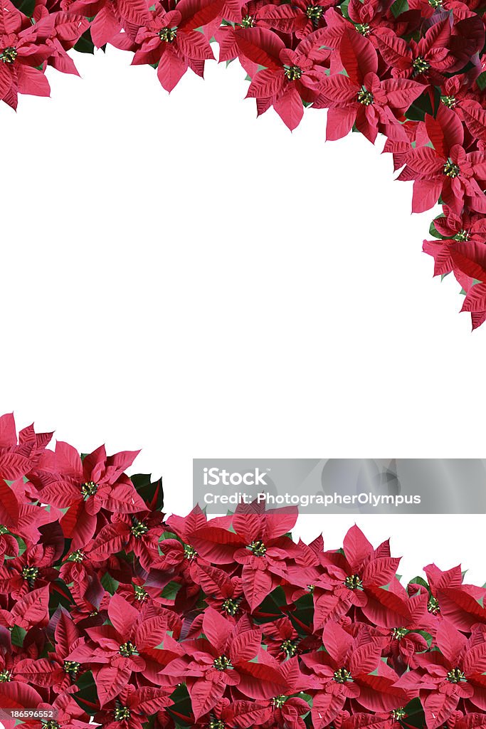 Fronteira de Poinsettia - Foto de stock de Bico-de-Papagaio royalty-free