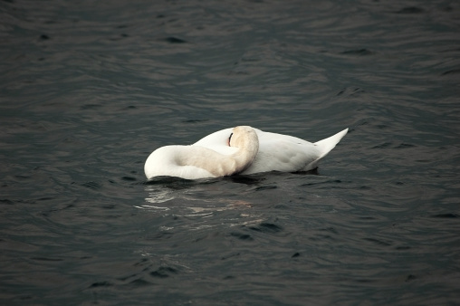 an elegant swan sleeping in dark water