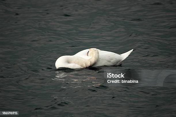 Foto de Swan Dormir Em Água Negra e mais fotos de stock de Cisne - Cisne, Dormindo, Animal