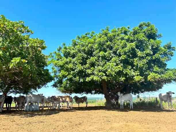 istock Nellore beef cattle on intensive grass system under shade of the tree 1865969823