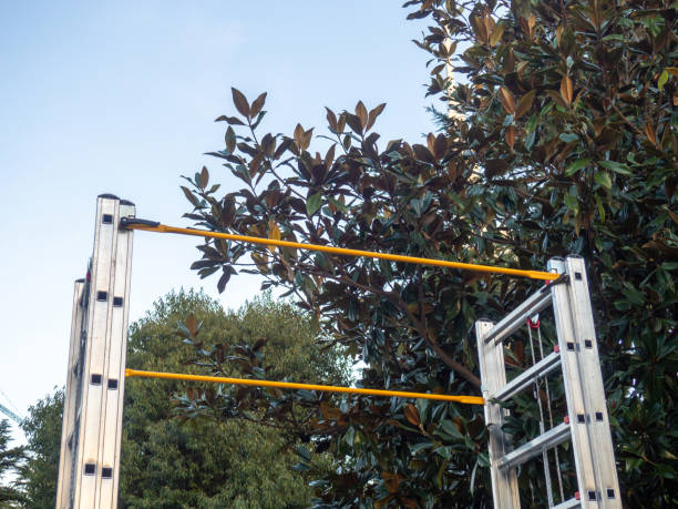 Staircase by the tree. Metal ladder near a bush.