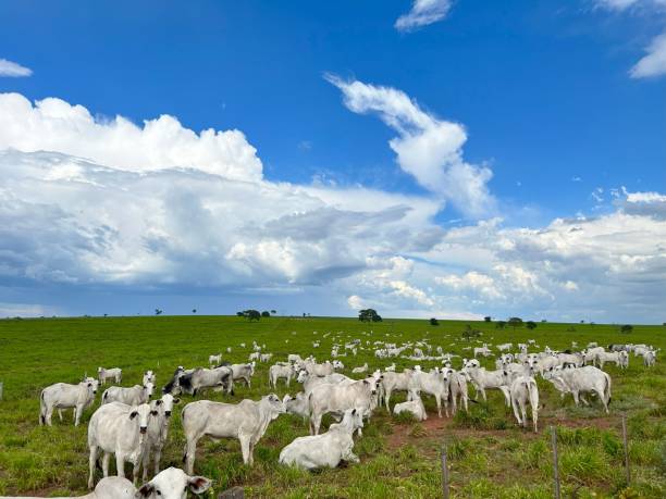 istock nelore beef cattle grazing intensive tropical grassland 1865991143