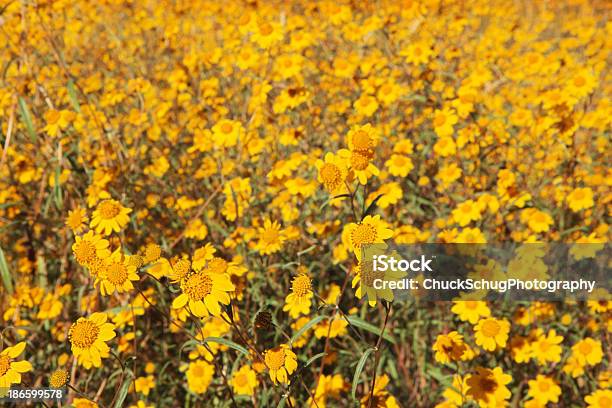 Lasthenia Californica Goldfields California Foto de stock y más banco de imágenes de Aire libre - Aire libre, Anual - Característica de planta, Arreglo floral