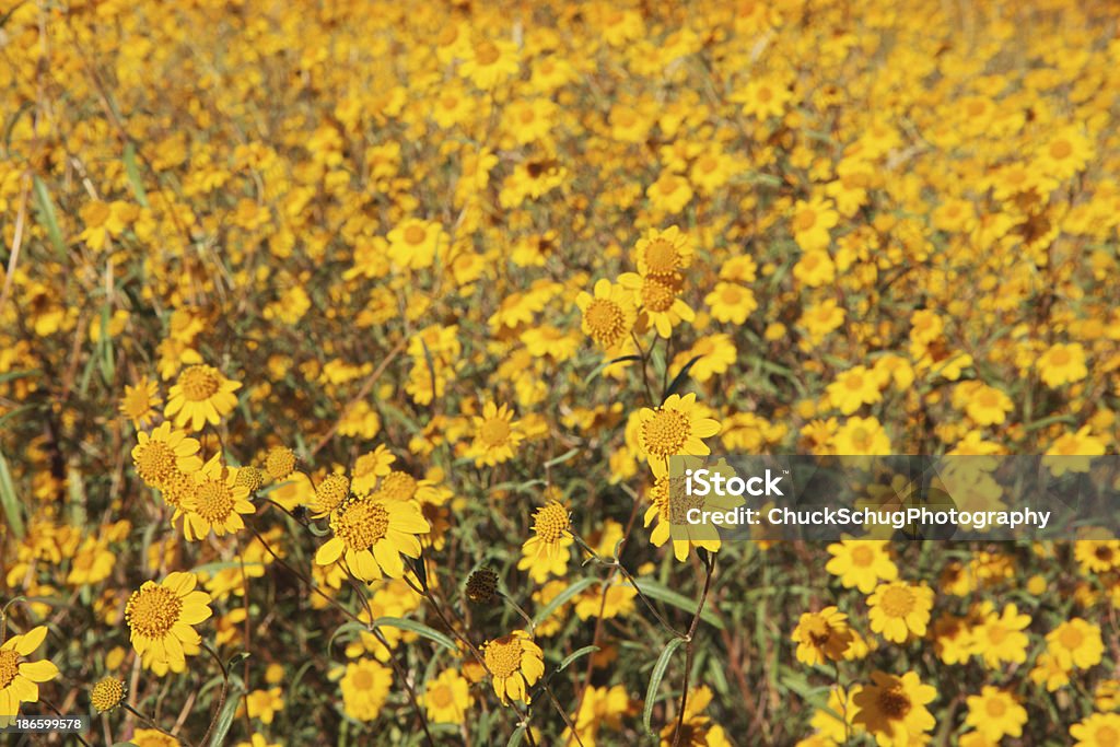 Lasthenia californica Goldfields Califórnia - Royalty-free Ambiente vegetal Foto de stock