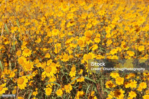 Lasthenia Californica Goldfields Califórnia - Fotografias de stock e mais imagens de Ambiente vegetal - Ambiente vegetal, Anual - Caraterística da planta, Ao Ar Livre