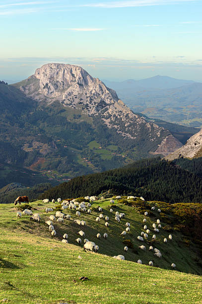 istock flock of sheep on basque country mountain 186599588