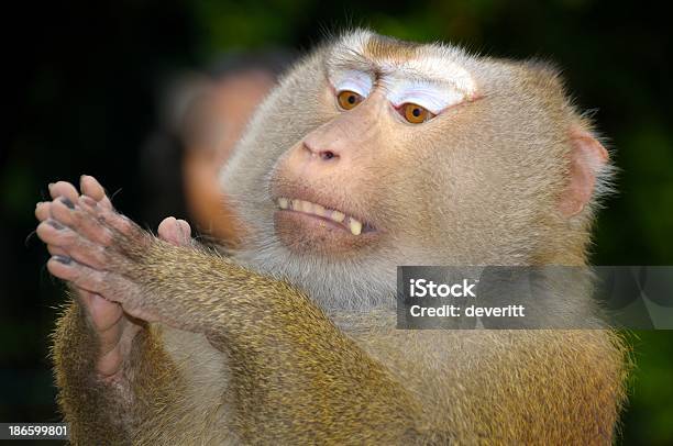 Sawadi Kap - Fotografie stock e altre immagini di Animale - Animale, Animale da spettacolo, Bellezza naturale