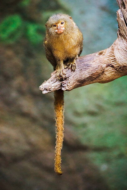 Pygmy Marmoset A Pygmy Marmoset, the smallest monkey species in the world. pygmy marmoset stock pictures, royalty-free photos & images