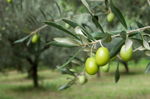 Olive branch with green olives.