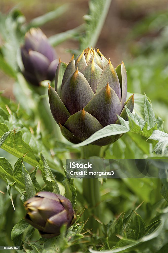 Buds of artichokes Close-up of purple Artichokes  Buds in a Garden Agricultural Field Stock Photo