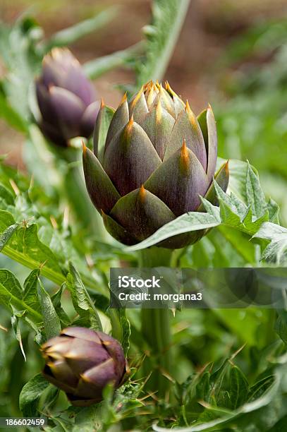 Buds Of Artichokes Stock Photo - Download Image Now - Agricultural Field, Agriculture, Artichoke