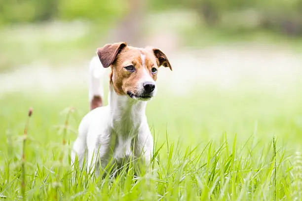 Danish-Swedish Farm Dog standing in tall grass