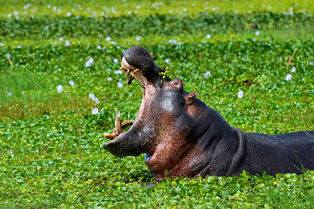 ippopotamo - animal hippopotamus africa yawning foto e immagini stock