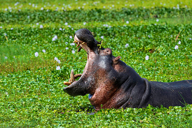 Hippopotamus Yawning Hippo relaxing in the wetlands - Shot 2013 in Akagera National Park, Rwanda akagera national park stock pictures, royalty-free photos & images