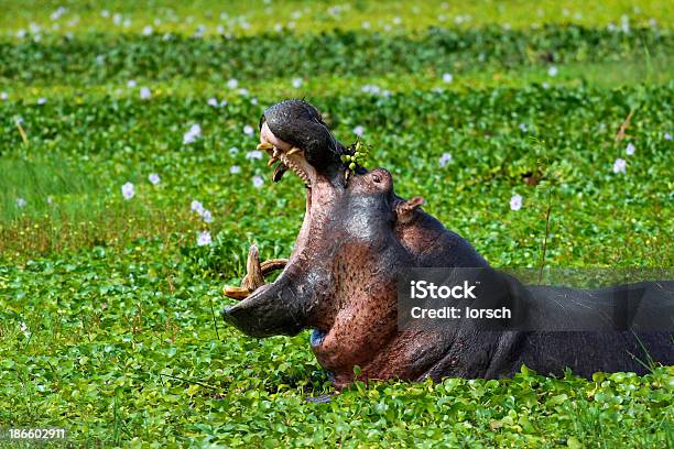 Hippopotamus Stock Photo - Download Image Now - Akagera National Park, Rwanda, Hippopotamus