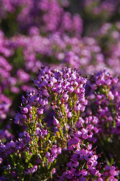 istock Heather Flowers - Flores de Brezo 186603056
