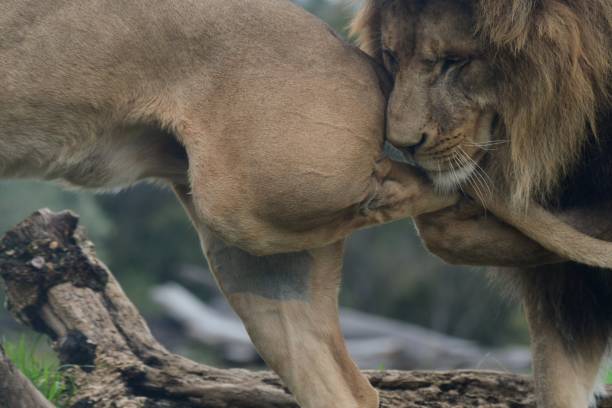 istock Male lion playing with lioness 1866032767