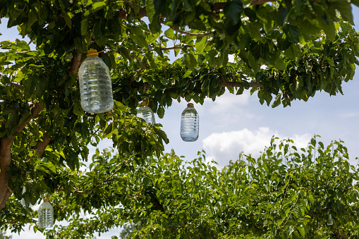 large water bottles weighing and shaping tree branches