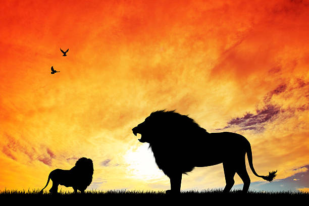 istock Silhouettes of two male lions in front of a red sunset 186603536