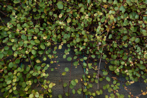 Muehlenbeckia complexa plant close up with flowers