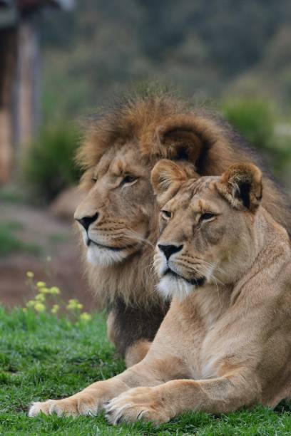 istock Male and female lions 1866039346