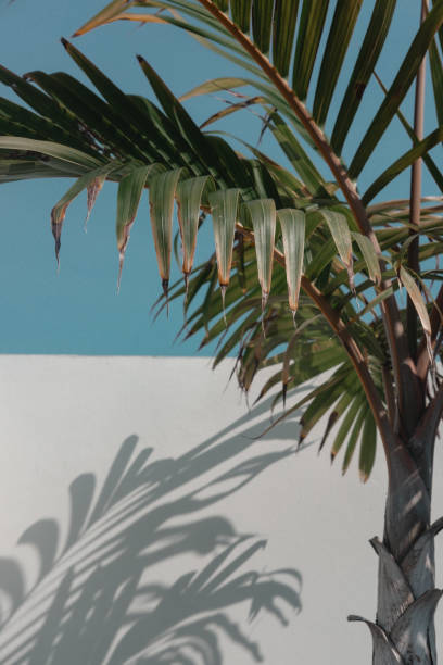 istock Palm tree leaves against turquoise sky and white wall 1866043098