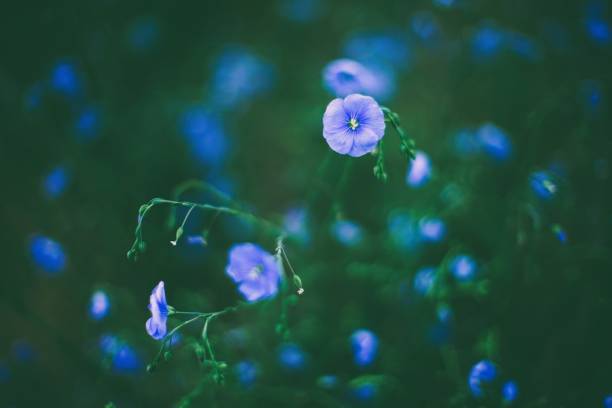 istock Wild blue flowers closeup in spring garden 1866043660