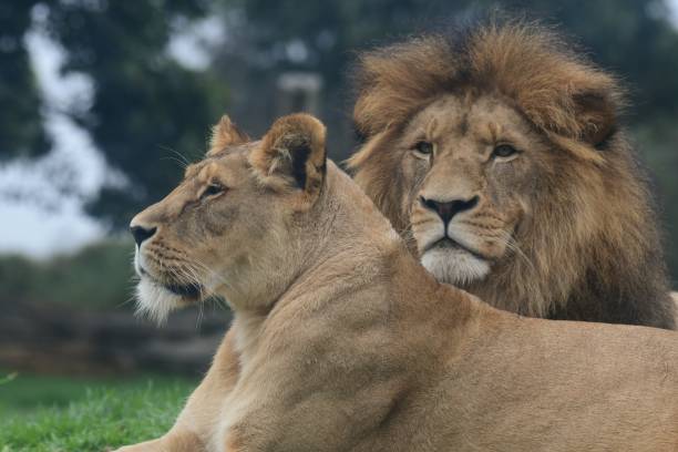 istock Lions in the zoo 1866044688