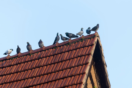 Pigeons on a crest Columba livia forma domestica