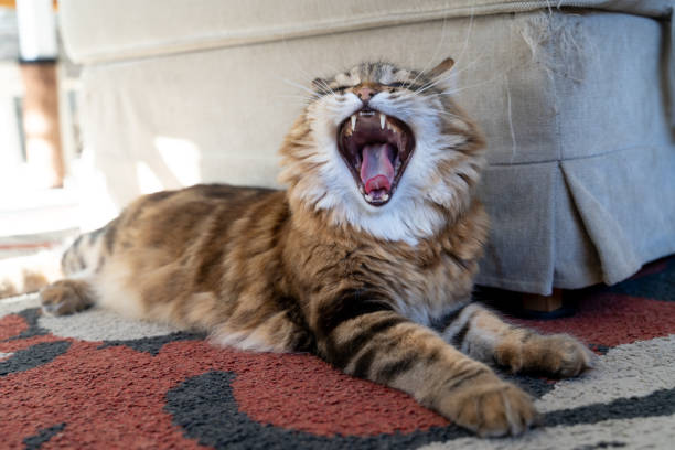 istock Yawning Siberian cat 1866050296