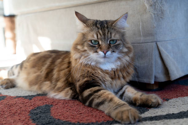 istock Siberian cat lying next to the scratched sofa 1866050803