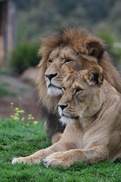 istock Male and female lions 1866051317