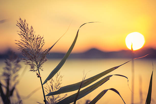 Close up of wild grass at sunset.