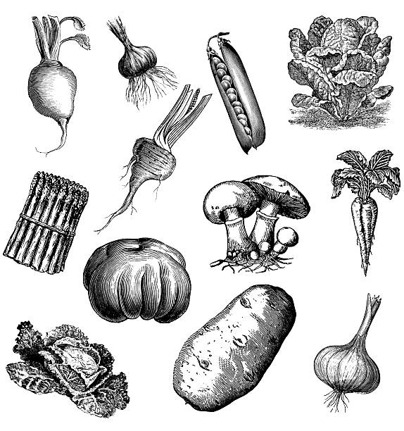 Set of 12 Vegetables Set of 12 antique engravings of vegetables, isolated on white. Very high XXXL resolution image scanned at 600 dpi.  engraving food onion engraved image stock illustrations