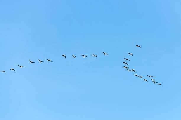 istock Flock of Greylags Anser flying 186607635