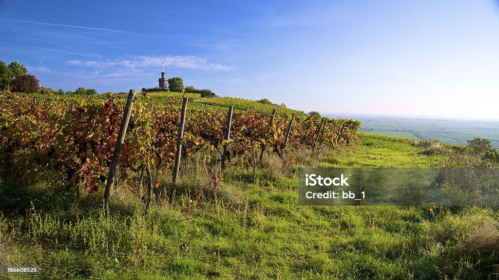 panorama de otoño colorido vineyard - Foto de stock de Agricultura libre de derechos