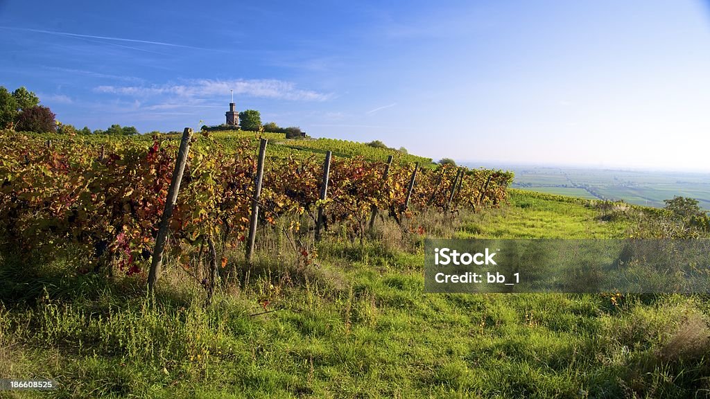 panorama di vigneti in autunno colorato - Foto stock royalty-free di Agricoltura