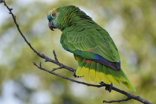 blue-fronted amazon (Amazona aestiva) perching in the wild, Buenos Aires, Argentina