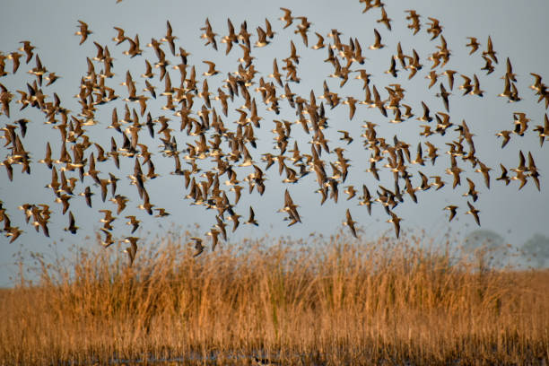 istock large flock of Wilson's phalarope (Phalaropus tricolor) flying in the wild 1866086225