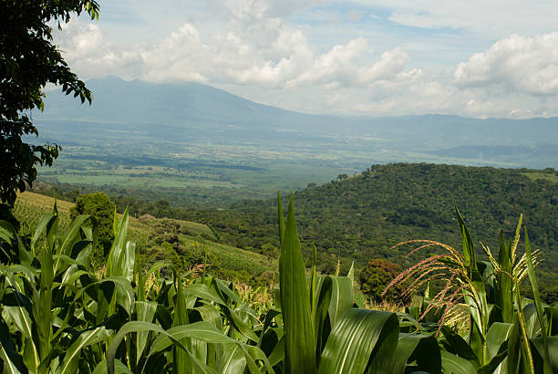 View from along scenic road leading to Cerro Verde National Park along edge of Coatepeque Caldera Lake looking over corn fields of subsistence farmers down into valley with sugar plantations.  On the hilldises nearby are coffee plantations and far in the distance is the San Salvador Volcano which overlooks the capital city of El Salvador--San Salvador.