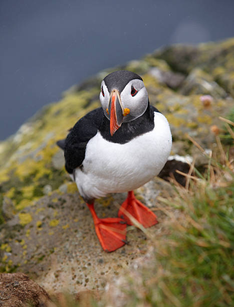 istock Puffin on a cliff. Iceland. Latrabjarg Peninsula. 186608807