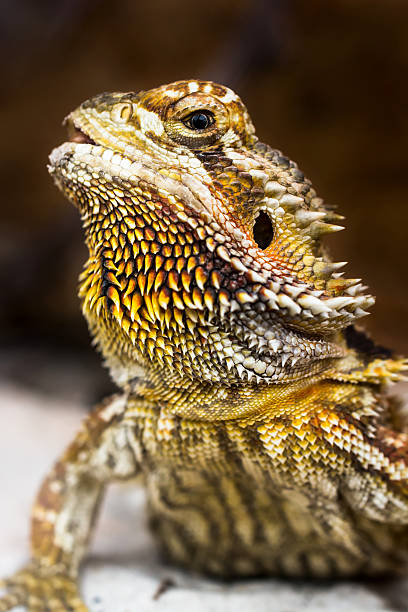istock Close up of bearded dragon with black background. 186610254