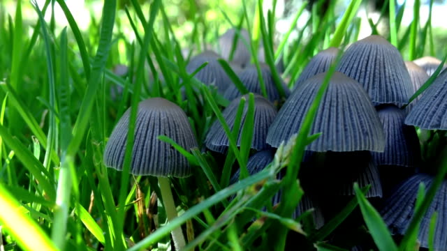 Garden Fungi
