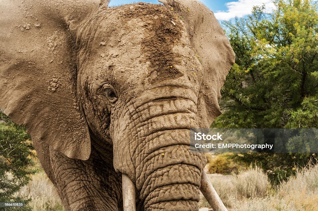 Very Close Up of an African Elephant Very Close up of a South African Elephant African Elephant Stock Photo