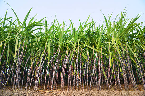 View of a sugar cane plantation under a light blue sky stock photo