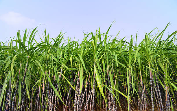 istock Sugar Cane Plantation 186613940