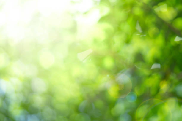 istock blurry green leaves background with morning light 1866140351