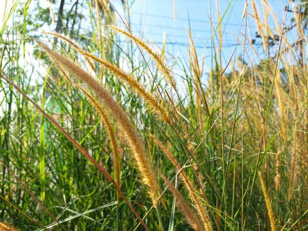 istock Yellow grass flower in meadow 1866140359