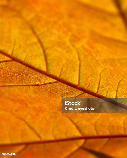 Makro Leaf Stockfoto und mehr Bilder von Baum - Baum, Blatt - Pflanzenbestandteile, Fotografie