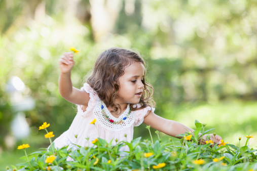 Little Hispanic girl (2-3 years) picking flowers.